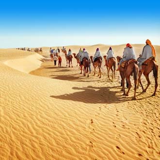 Kamelen in de woestijn in Marokko